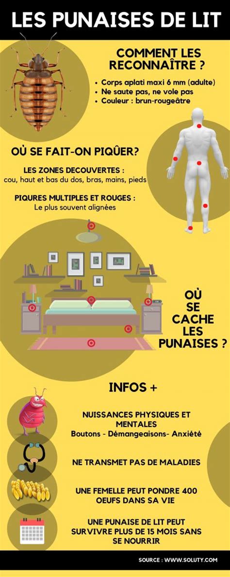 Piqure Punaise Lit Frais Punaise De Lit Ment Traiter Punaise De Matelas