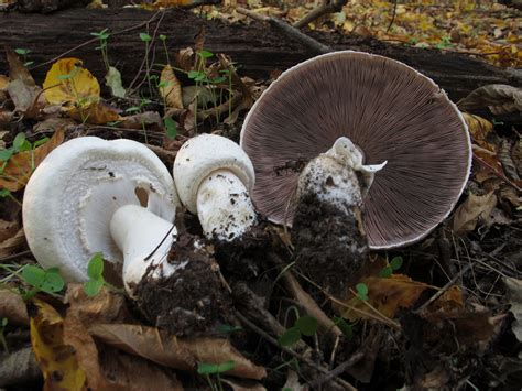 Шампиньон лесной гладенький (Agaricus silvicola) фотографии, видео и ...