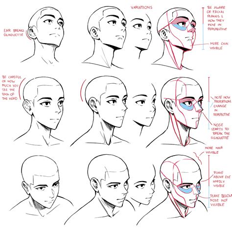 XP-PEN USA on Twitter: "When drawing the head from different angles it ...