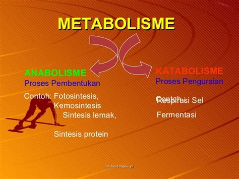 Ppt Metabolisme