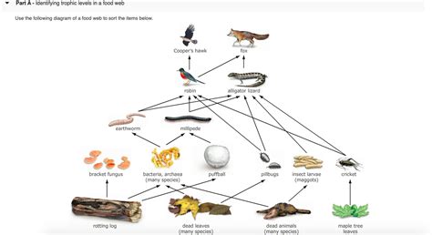 Solved Part A Identifying Trophic Levels In A Food Web Chegg