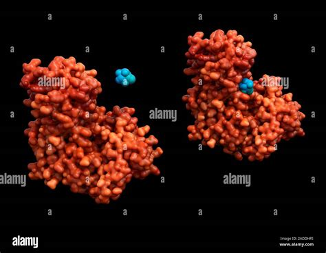 Hexokinase Enzyme Binding To Glucose Illustration Of The Enzyme