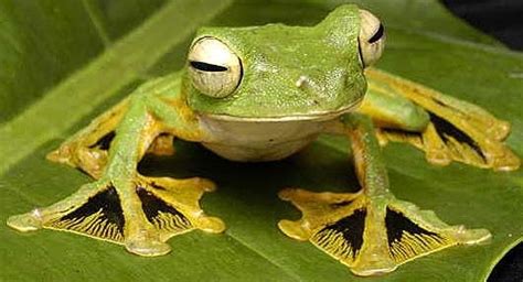 Asian Flying Frog The World Wide Zoo