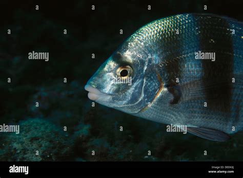 Zebra Sea Bream Diplodus Cervinus Stock Photo Alamy