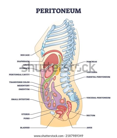 Human Organs Side View Photos and Images | Shutterstock