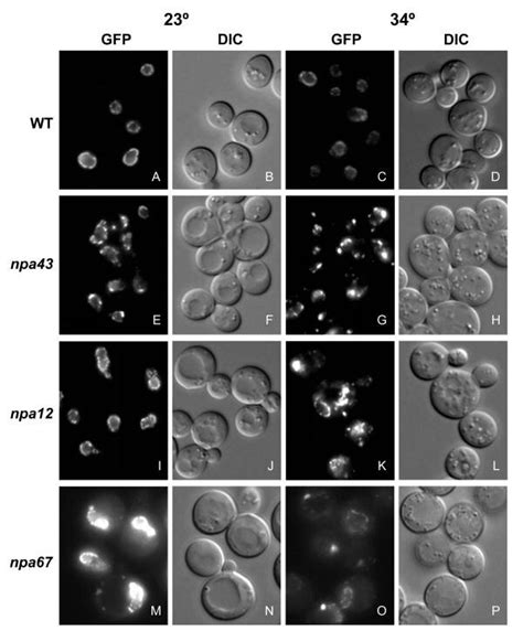 Gfp Nup Localization In Npa Mutants Isolated Assembly Mutant Strains