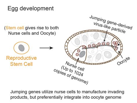 How Do Jumping Genes Cause Disease Drive Evolution