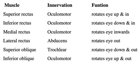 Chapter 8 Special Senses Flashcards Quizlet