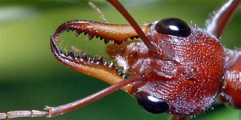 How to Get Rid of Bull Ants in Lawn | Top 10 Easy Methods (2025)