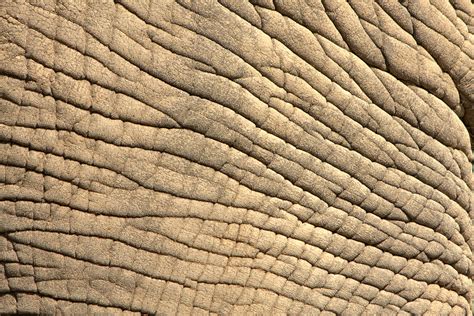 Elephant Skin Wallpaper - WallpaperSafari