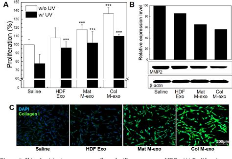 Pdf The Potential Of Bovine Colostrum Derived Exosomes To Repair Aged