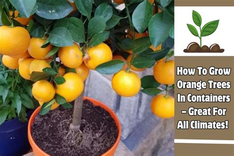 How To Grow Orange Trees In Containers Great For All Climates