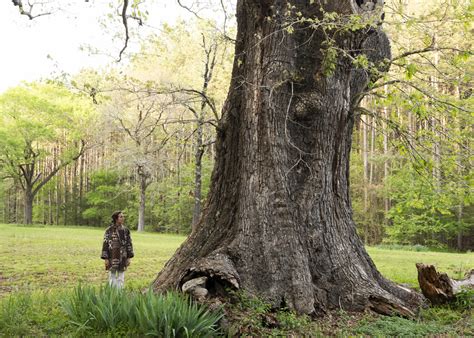 Restoring White Oaks American Forests