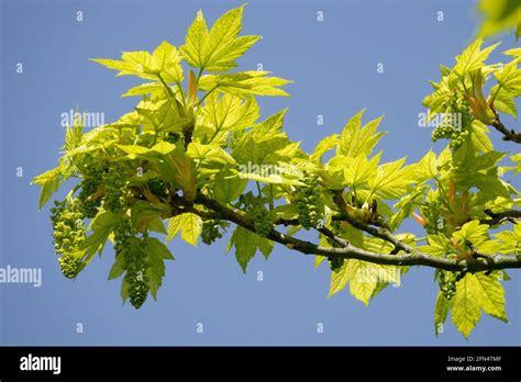 Acer Pseudoplatanus Tree Banque De Photographies Et Dimages Haute