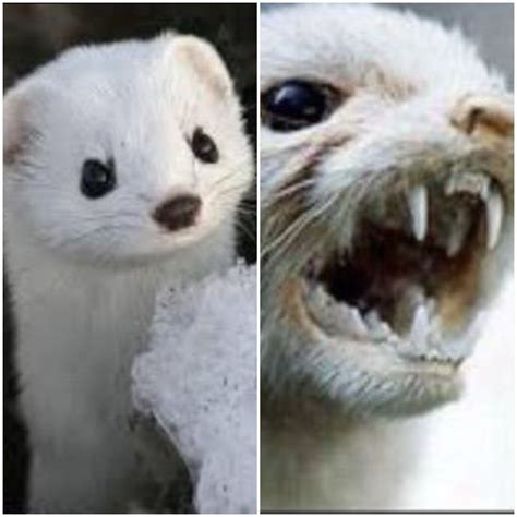 Angry Weasel