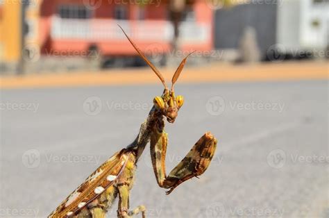 Brown praying mantis 21578788 Stock Photo at Vecteezy