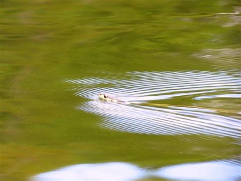 Snakes Vancouver Island Bc Gohikingca