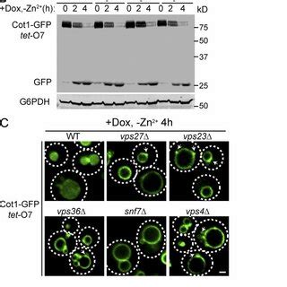 The Dsc Complex And Cdc48 Are Important For Cot1 GFP Degradation A