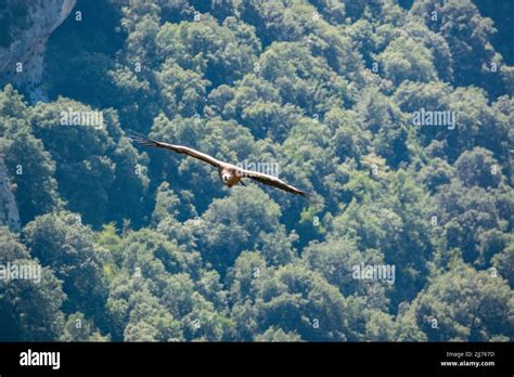 Detailed Close Up Of Griffon Vulture Eurasion Griffon Gyps Fulvus In