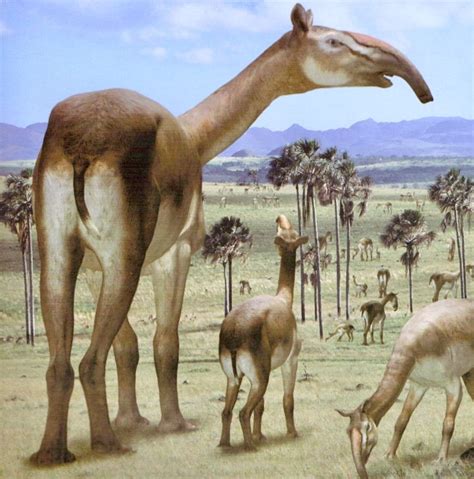 Prehistoric Macrauchenia Patachonica Is An Extinct Three Toed Llama Like South American