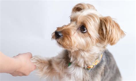 How To Toilet Train Yorkshire Terrier