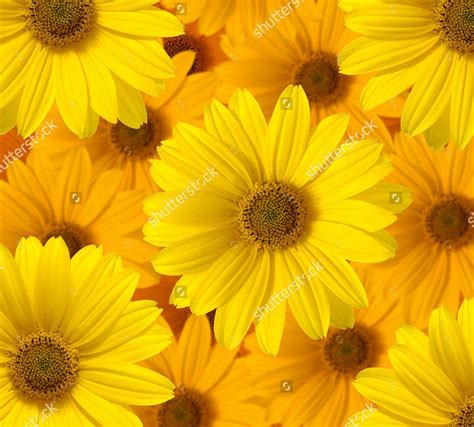 Yellow Daisy Wallpapers - Top Free Yellow Daisy Backgrounds - WallpaperAccess