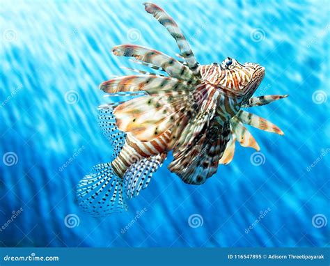 Red Lionfish Swim In Blue Water Stock Image Image Of Asia Pacific