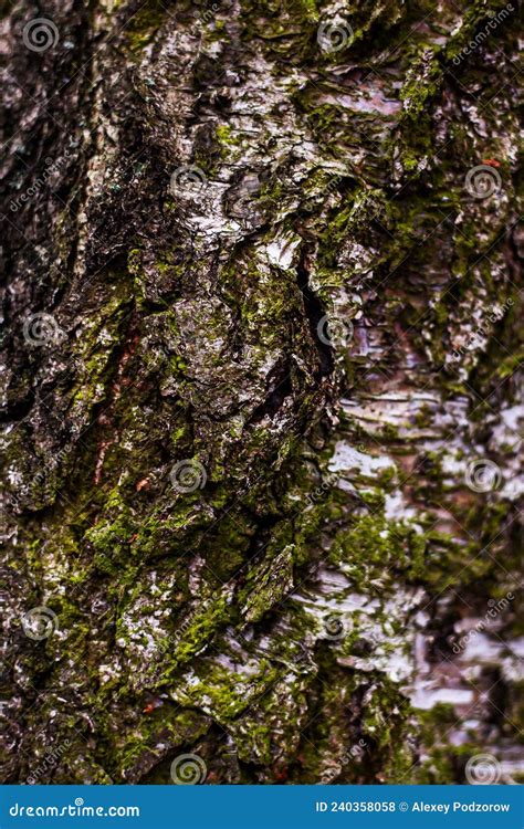 écorce De Bouleau Recouverte De Mousse Verte Photo stock Image du