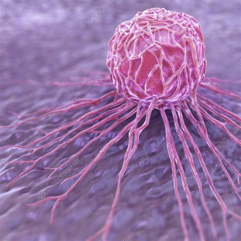 Breast Cancer Cell Artwork Stock Image C Science Photo