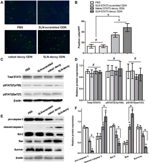 Effects Of SLN STAT3 Decoy ODN Complexes On Cancer Cell Apoptosis In