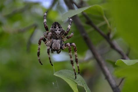 7 Brown Spider With White Spots Spiders Perfect Guide