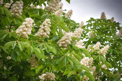 11 of the Best Chestnut Varieties to Grow at Home