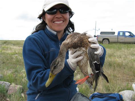 Duck trapping for Avian Influenza, in Pictures - Healthy Wildlife