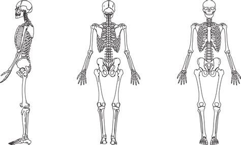 Desenhos De Anatomia Para Colorir Ossos Atividades Educativas