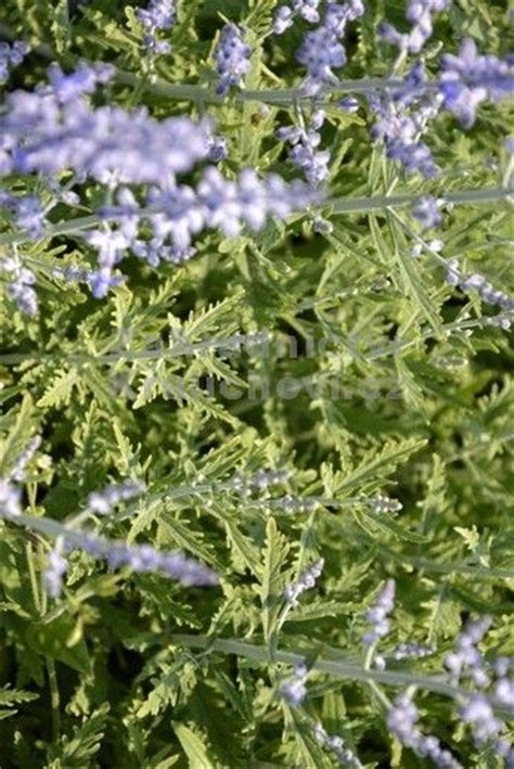 Perovskia atriplicifolia Lacey Blue perovskie lebedolistá