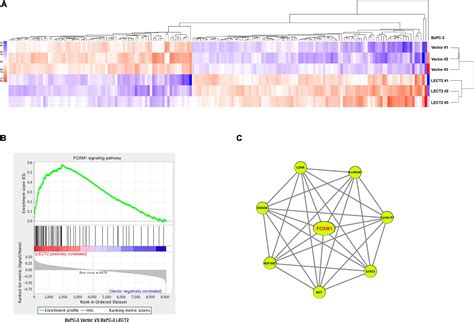 Frontiers Lect Antagonizes Foxm Signaling Via Inhibiting Met To