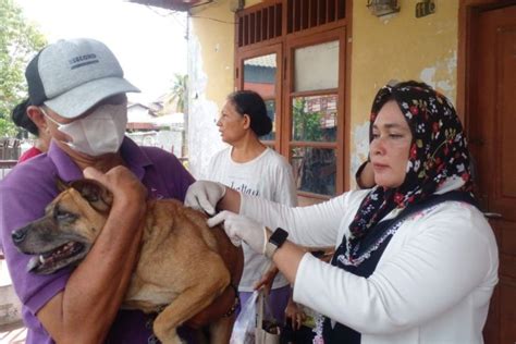 Ratusan Hewan Peliiharaan Di Medan Divaksin Anti Rabies ANTARA News