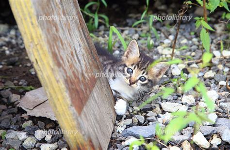 野良猫 かわいい子猫 写真素材 4769857 フォトライブラリー Photolibrary