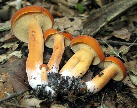 Lactarius Volemus The Ultimate Mushroom Guide