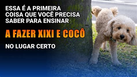 Ensine O Seu C O A Fazer Xixi E Coc No Lugar Certo Youtube