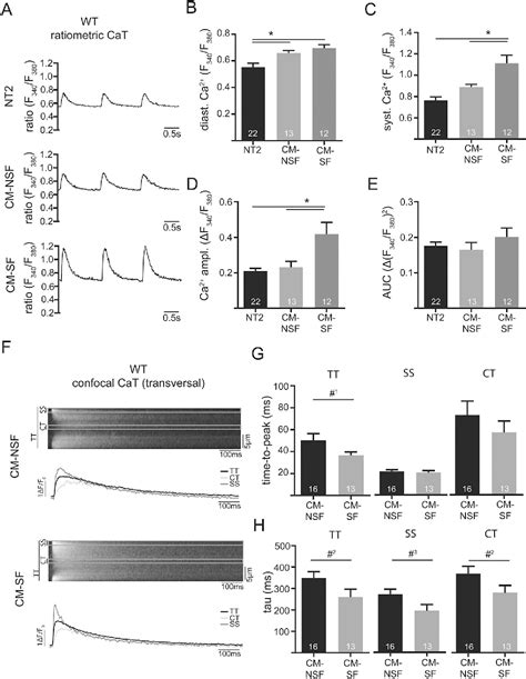 Figure From The Role Of Fibroblast Cardiomyocyte Interaction For