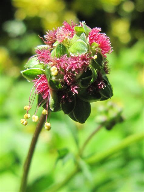 Free Images Nature Blossom Flower Bloom Summer Herb Produce