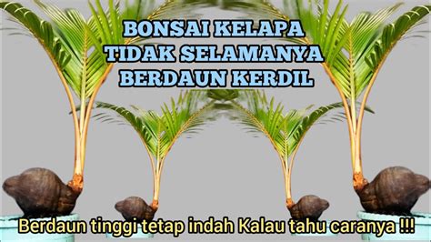 CARA MENJAGA KEINDAHAN BONSAI KELAPA YouTube