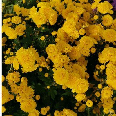 Распродажа цветов🌸 от Виктории. Платим сразу. (01. Плодово-ягодные ...