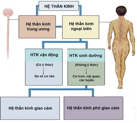 Lý thuyết Giới thiệu chung về hệ thần kinh sinh 8