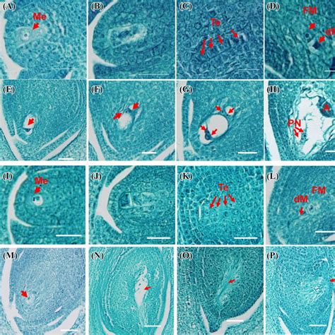 Dapi Staining Of Wild Type Af And Chr721 Gl Pollen Grains Ag