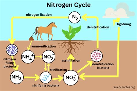 Process Of Nitrogen Cycle Diagram With The Help Of A Labeled