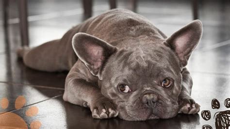 French Bulldog Colors Explained With Price Chart Petlity