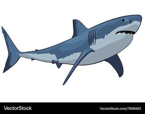 Shark Royalty Free Vector Image Vectorstock