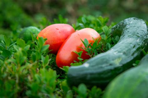 Companion Planting Secrets Tomatoes And Cucumbers In Perfect Harmony